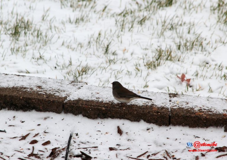 Dark-eyed Junco PFW03_0040.JPG