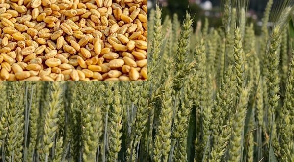 Wheat-Production.-600x330.jpg