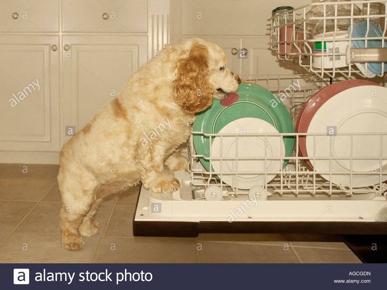 cocker-spaniel-dog-licking-plates-in-dishwasher-AGCGDN Courtesy Alamy stock photos.jpg