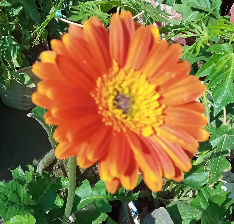 Orange Color Gerbera 3.jpg