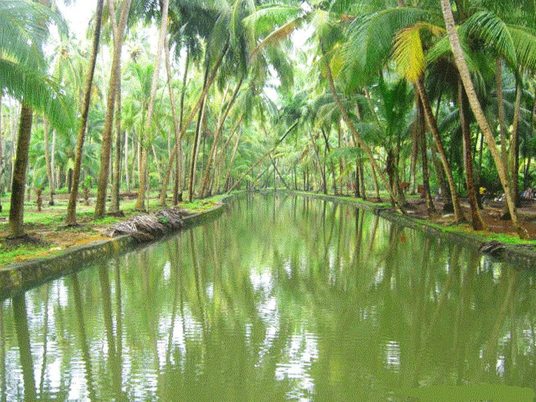 kerala-photos-vadanapally.jpg