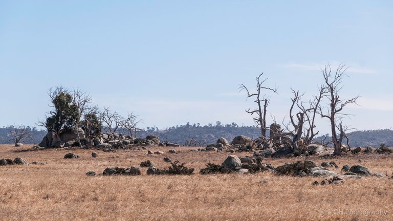 Monaro Plains-4810.jpg