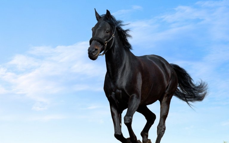 6924677-black-horse.jpg