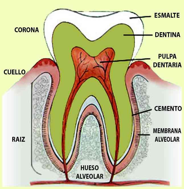 partes-del-diente.jpg