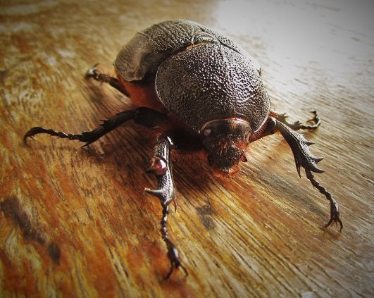 IMG_2475 - copia.JPG