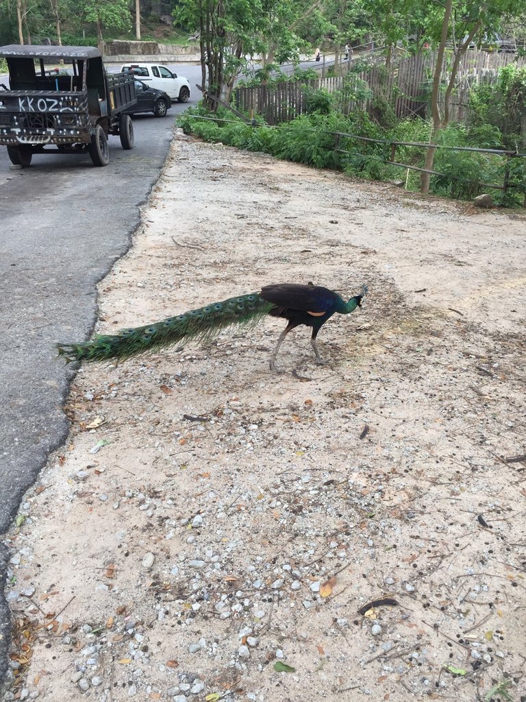 Khao Kheow Open Zoo27.jpg