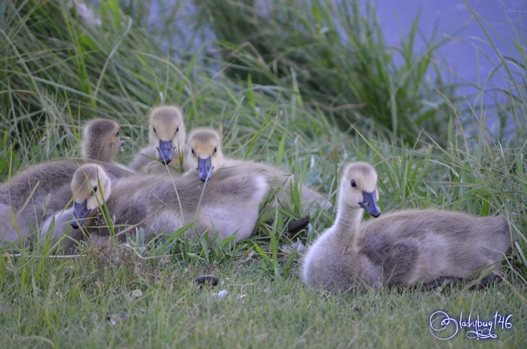 goslings.jpg