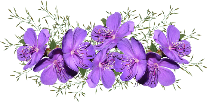 flowers-3984046__340.png