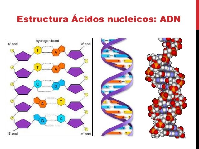 clase-1-estructura-compos-adn-y-proteinas-15-638.jpg