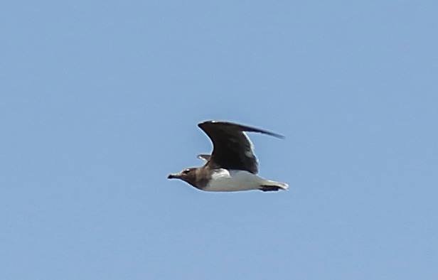 Sooty Gull.jpg