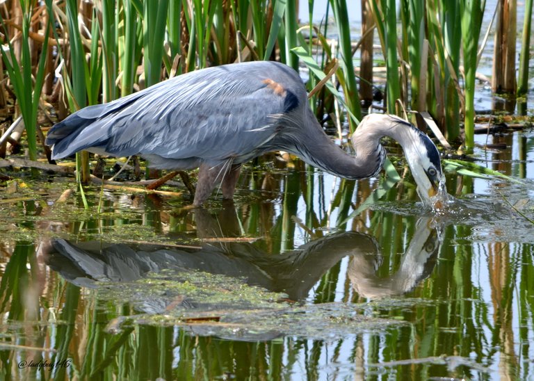 blue heron2.jpg