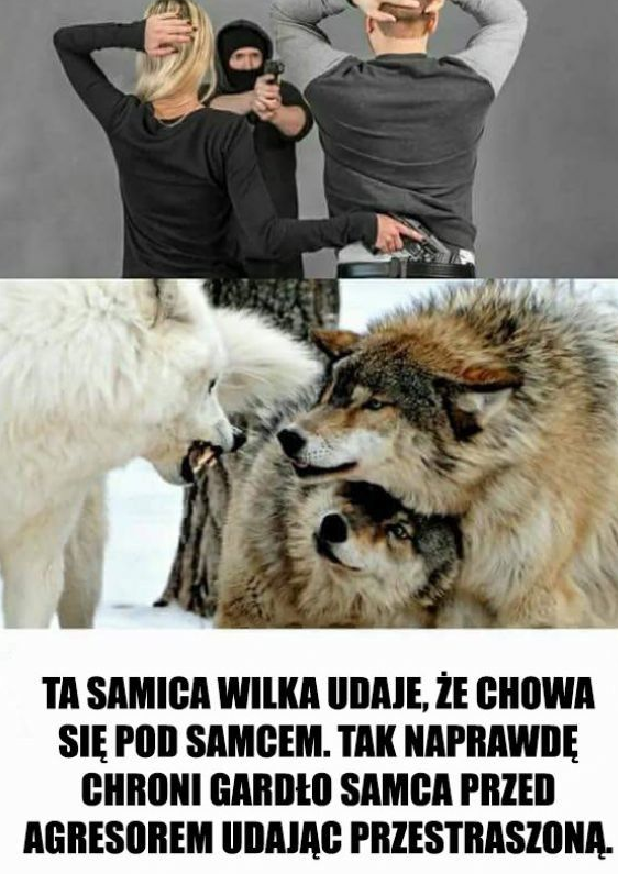 samica.png