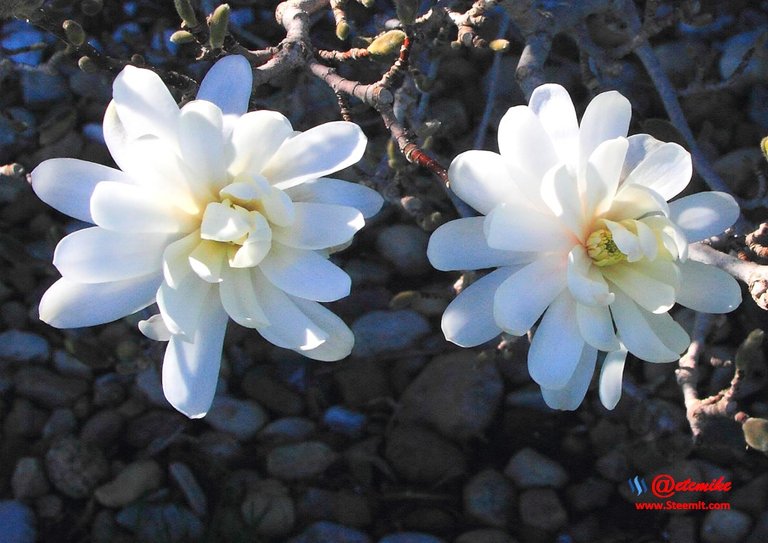 Royal Star Magnolia tree bloom SN_0007.JPG