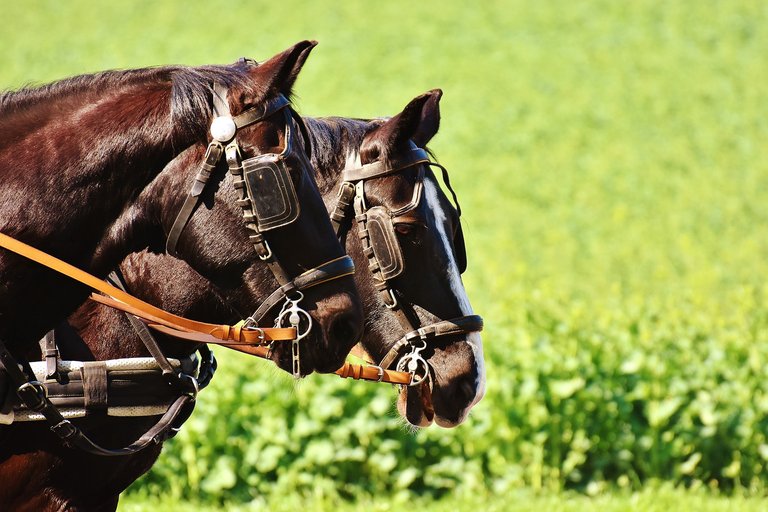 horses-2214662_1920.jpg