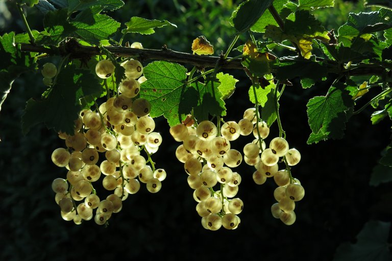 white-currant-3467373.jpg