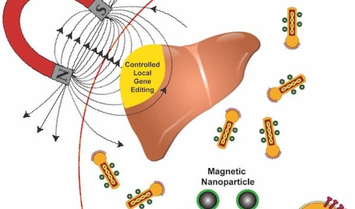 Gene editing w Magnets.jpg