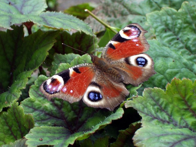 Peacock_butterfly_on_tellima_in_front_garden.jpg