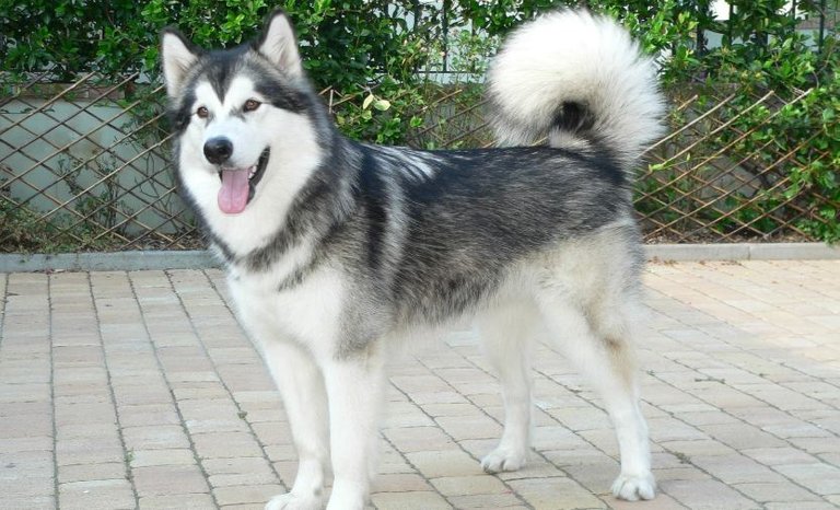 Alaskan-malamute-Top-Beautiful-Dog-Breeds-in-The-World-2017.jpg