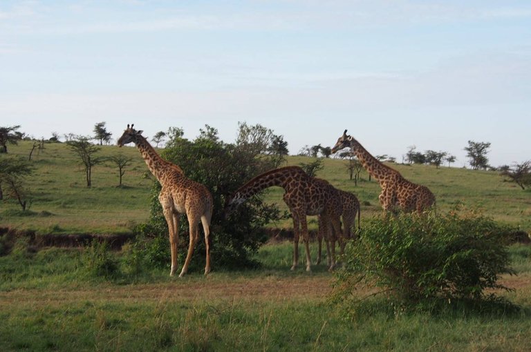 Maasai National Reserve50.jpg