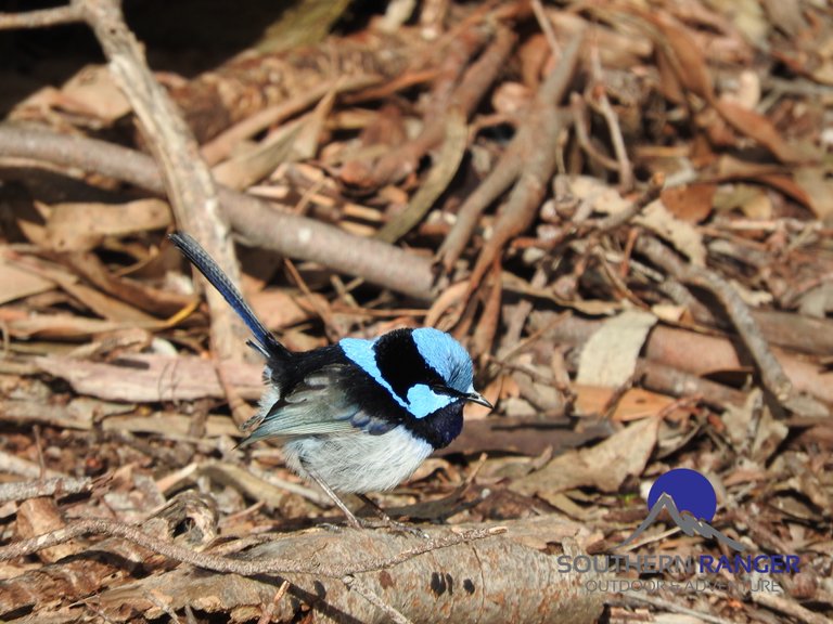 Superb Fairy Wren.jpg