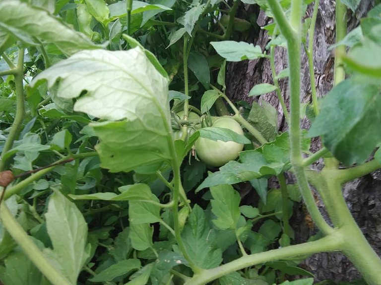 garden 6.12.18 tomatoes big boy.jpg