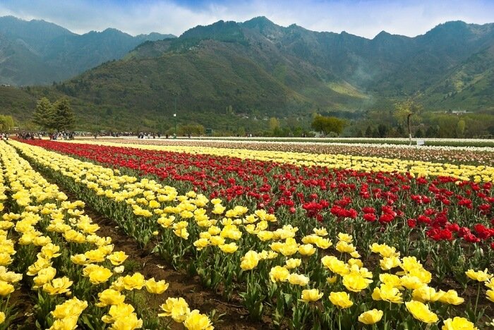 about-tulip-garden.jpg