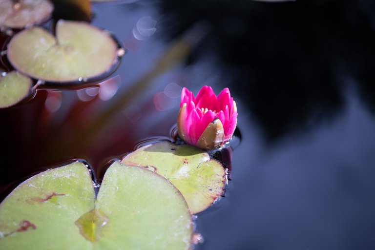 MikeBryantPhotography-Waterlilies.jpg