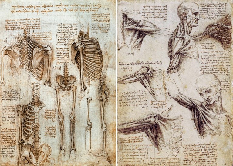 vinci-anatomy-of-human-body-da-vinci.jpg