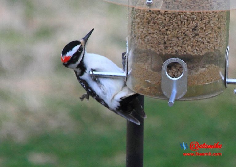 Hairy Woodpecker PFW62.jpg