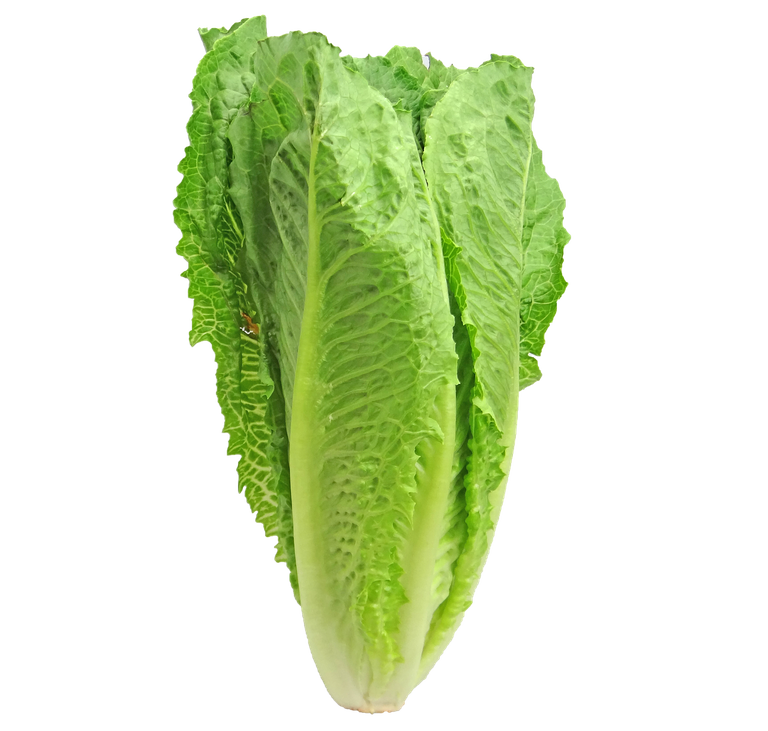 lettuce-2468495_1280.png