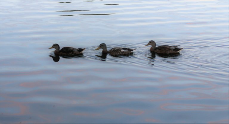 ducks in a row.JPG