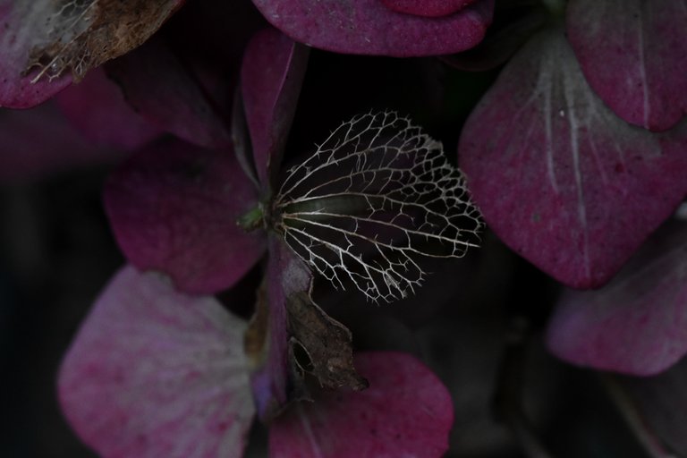 Hydrangea dry petal macro.jpg