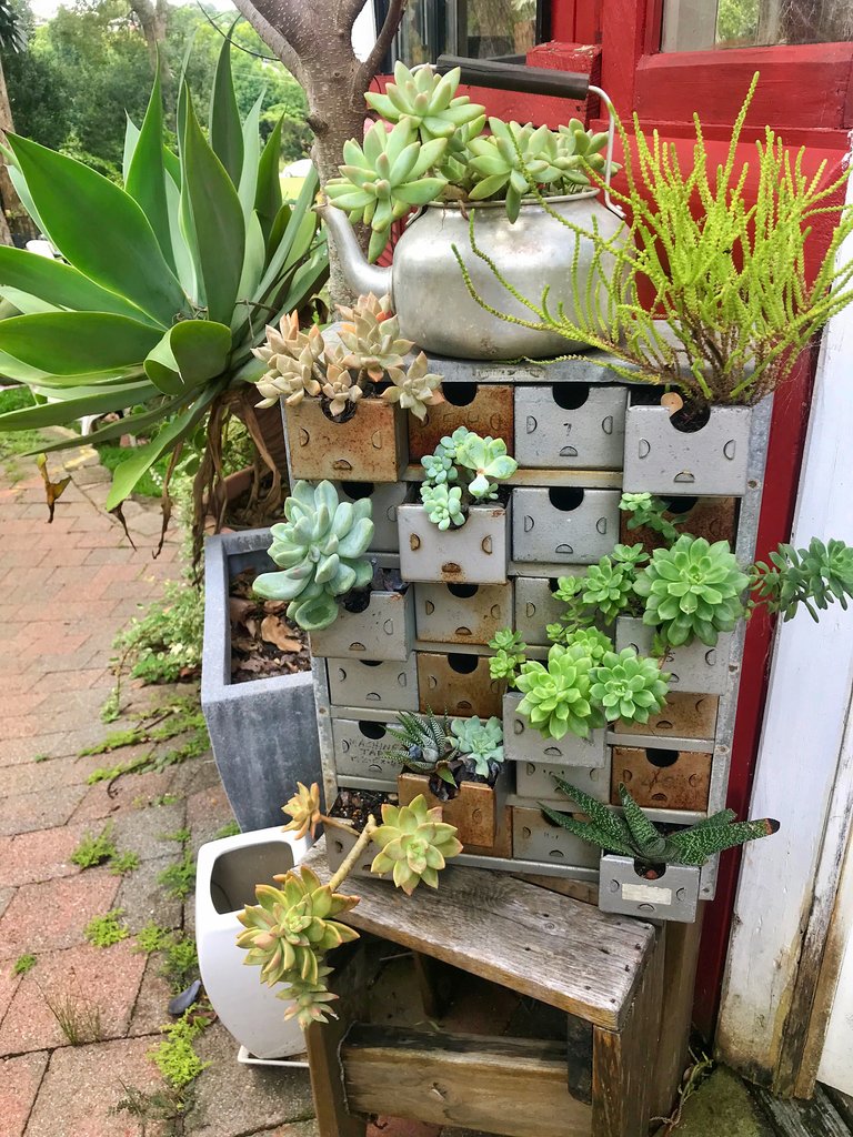 Succulents (4).jpg