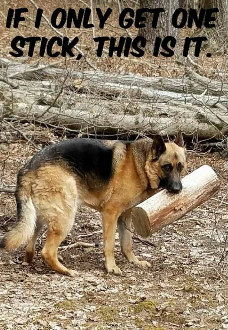 German-Shepherd-Meme-If-I-only-get-one-stick-this-is-it.-1.jpg