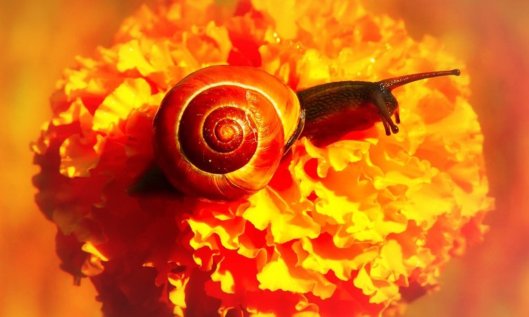 snail-zaroslowy-3619850_960_720.jpg