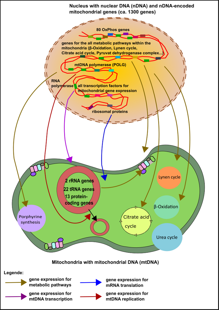 nDNA expression.png