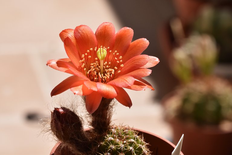 chamaecereus hybrid coral 4.jpg