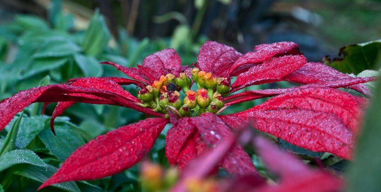 6089897298-frozen-poinsettia (FILEminimizer).jpg