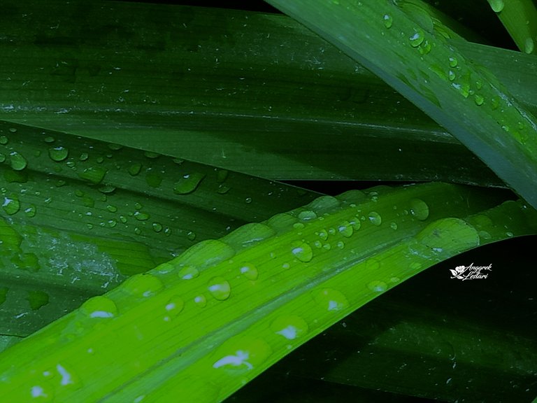 Pandan Leaves and Waterdrops.jpg