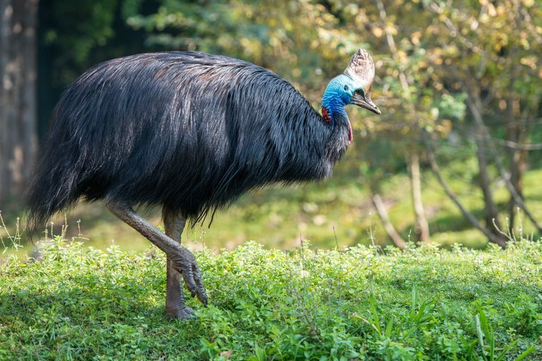 Southern-Cassowary.jpg