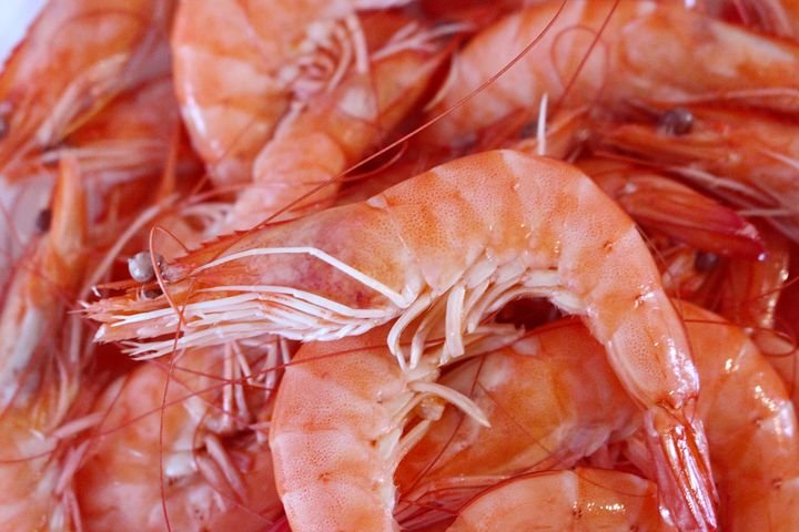 shrimp-1811954__480.jpg