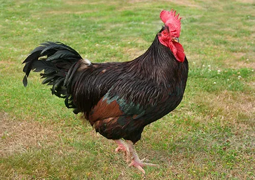 15-7-23-Sonali-chicken-the-poultry-site-shutterstock_2621790.webp