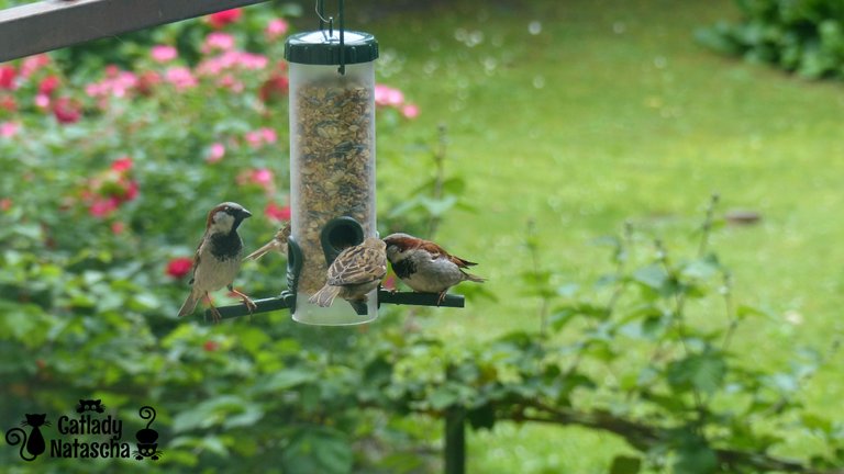 Sparrows at the feeder 004.jpg
