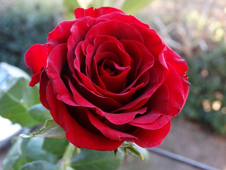 rose-2885586_960_720.jpg