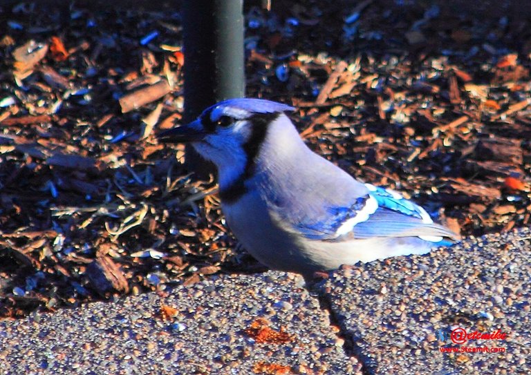 Blue Jay PFW0190.JPG