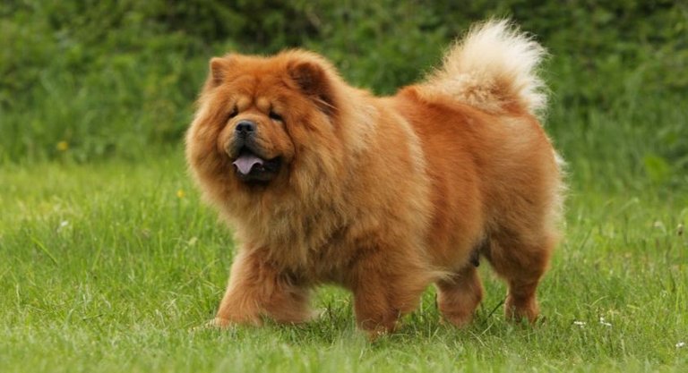 Chow-Chow-Top-Most-Popular-Beautiful-Dog-Breeds-in-The-World-2018.jpg