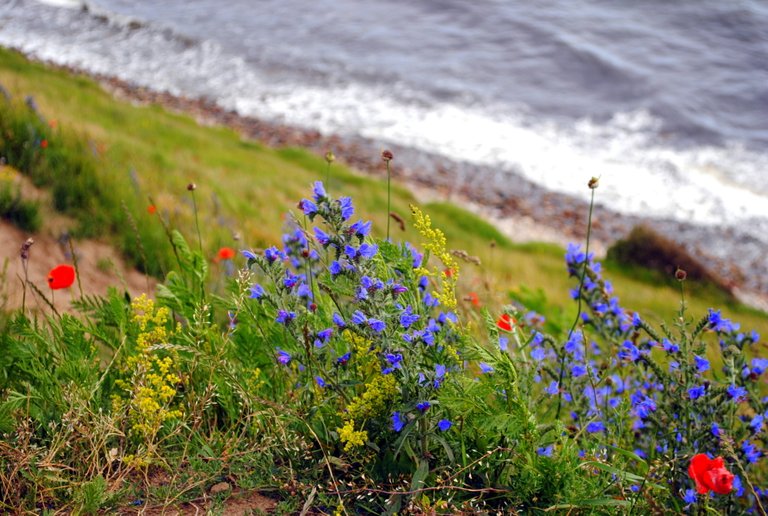 poppies-at-the-sea_5873548726_o (FILEminimizer).jpg