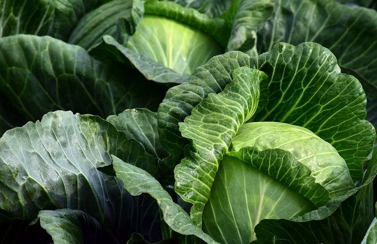 white-cabbage-2747316__480.jpg