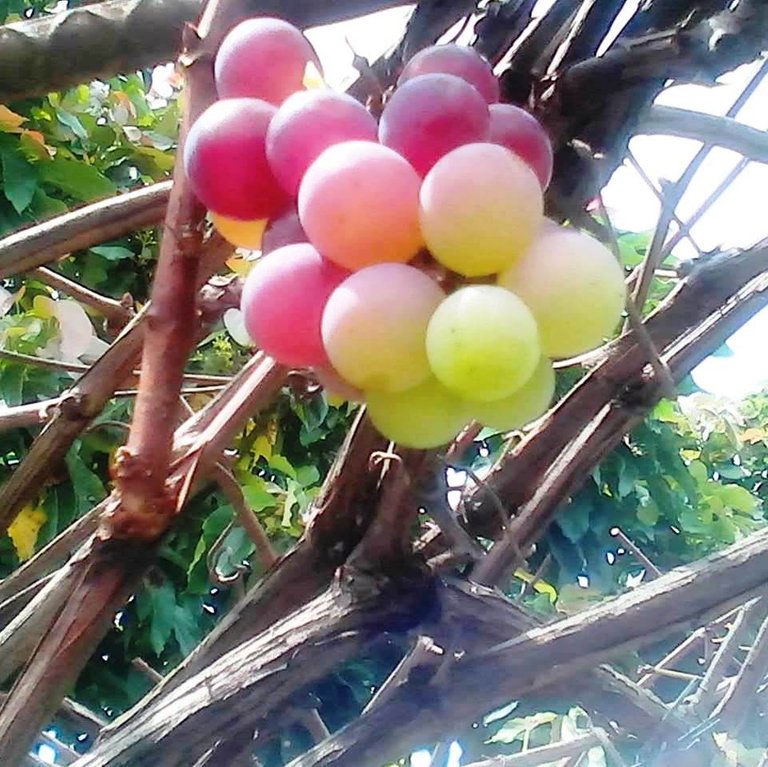 uvas1.jpg