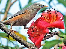 Chestnut-tailed Starling.jpg